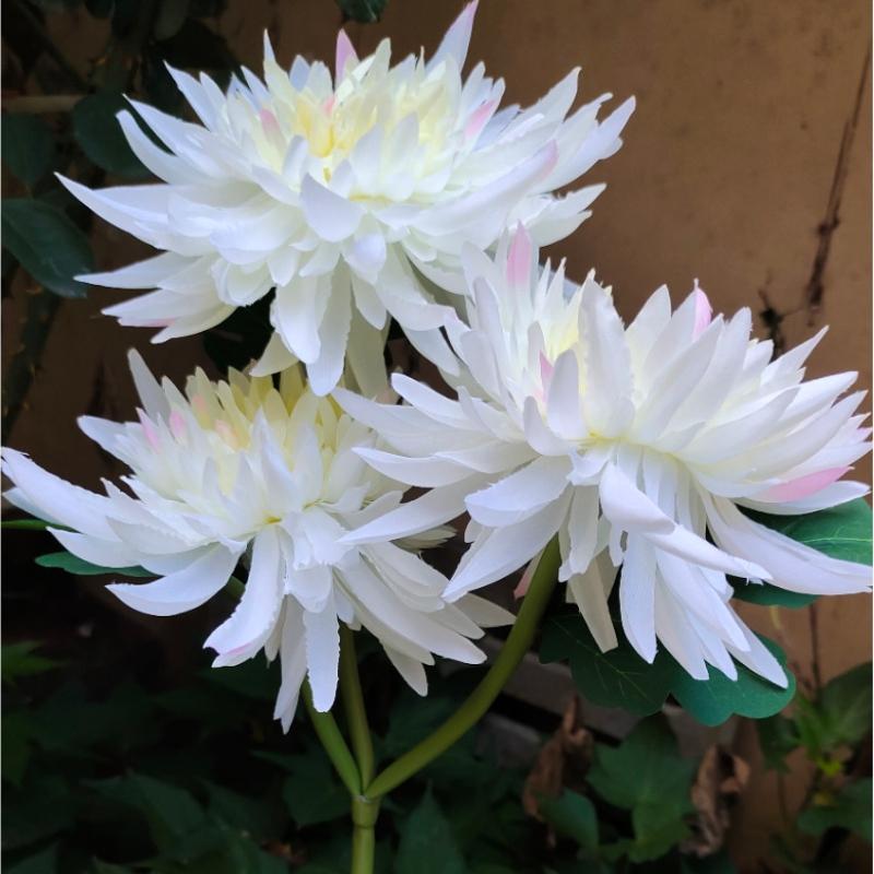 Solar chrysanthemum deals